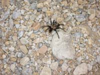 15-tarantula_we_found_in_the_wash_area