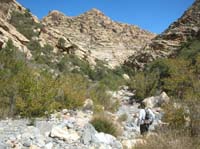 35-Peppe_in_the_wash-White_Rock_Hills_Peak_in_background