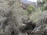 30-instead_go_towards_brush_that_doesn't_seem_to_be_the_right_way_to_go-lots_of_thick_brush