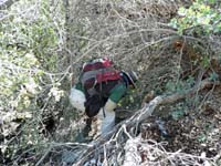 31-it_sure_was_thick_brush-from_Larry