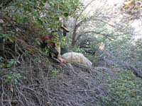 67-me_using_the_thick_brush_as_a_tree_elevator-Larry_found_a_scrub_oak_to_use_as_a_'tree_elevator'-from_Larry