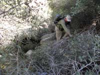 68-lots_of_brush_to_plow_through-Larry_found_a_scrub_oak_to_use_as_a_'tree_elevator'