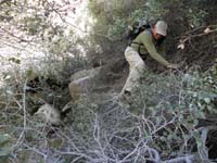 69-Larry_walking_across_the_tree_branches_that_remain_firm_enough_to_support_our_weight