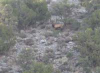 05-great_zoomed_and_cropped_picture_of_bull_elk-from_Harlan