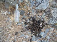 06-fresh_elk_poop-bigger_than_deer-look_they_have_been_drinking