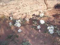 01-Dune_Primrose's_in_bloom_along_trail_from_Calico_Basin