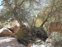 70-that_tree_sure_is_a_survivor-roots_exposed_from_water_eroding_soil_around_it