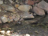 59-and_look_two_ducks_relaxing_in_the_water