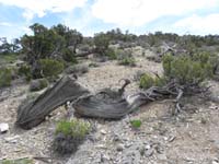 28-came_across_a_hardy_Juniper_that_really_wants_to_live