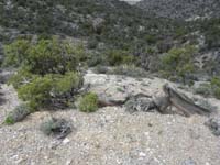 29-Juniper_that_fell_over,twisted,grew_along_the_ground,and_is_still_living-Wow