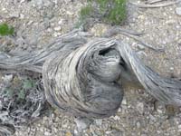 30-amazing_how_the_Juniper_is_still_alive_after_it's_trunk_is_so_twisted