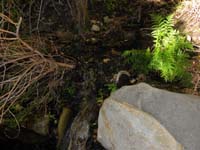 04-a_lone_fern_with_water_flowing