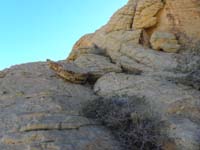 12-exposed_route_to_Calico_Tanks_Peak_South