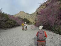 05-group_admiring_blooming_Red_Buds