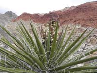 56-Yucca_bloom_with_red_rocks_in_background