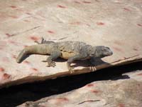 02-Chuckwalla-mate_hid_under_the_rock