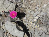 05-flowering_beaver_tail_cactus_and_rock_daisy