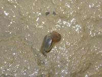 22-Clam_Shrimp_with_egg_sack-pulled_one_of_of_water_for_much_better_picture