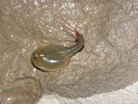 25-Tadpole_Shrimp-flipping_around_trying_to_get_to_water