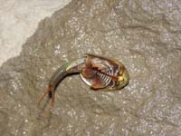 26-Tadpole_Shrimp-underside_view