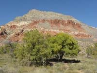 41-New_Peak_with_Ash_trees