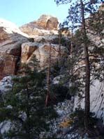 21-neat_ponderosa_pine_trees_and_terrain