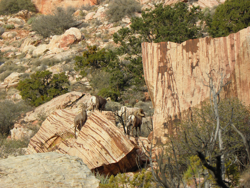 03-bighorn_sheep_near_trail