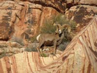 04-bighorn_sheep