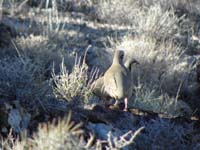 19-I_chased_after_them_to_get_picture_until_they_all_flew_away