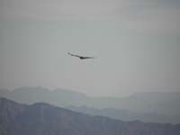 09-best_shot_I_could_get_of_red-tailed_hawk_flying_away