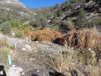 02-La_Madre_Spring-controlled_growth_of_native_plants-no_pool_as_seen_years_ago-heading_up_canyon_now