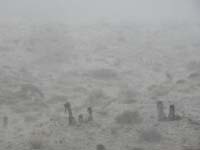 02-two_poor_burros_stuck_in_the_rain_and_hail