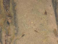 31-very_surprised_to_find_shrimp_swimming_around_since_cold_water_and_cool_air_temp