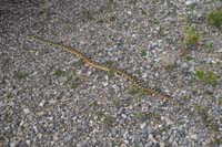 05-gopher_snake