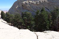 37-another_pocket_of_healthy_forested_area