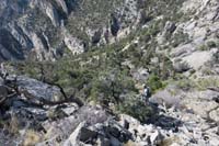 48-heading_down-checked_out_cliff_below_for_descent,but_no_good-continue_through_brush_to_drainage