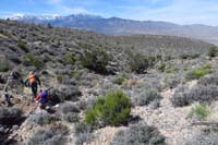 52-mistake_heading_down_wrong_ridge,move_over_to_W-interesting_seeing_joshua_trees_with_junipers