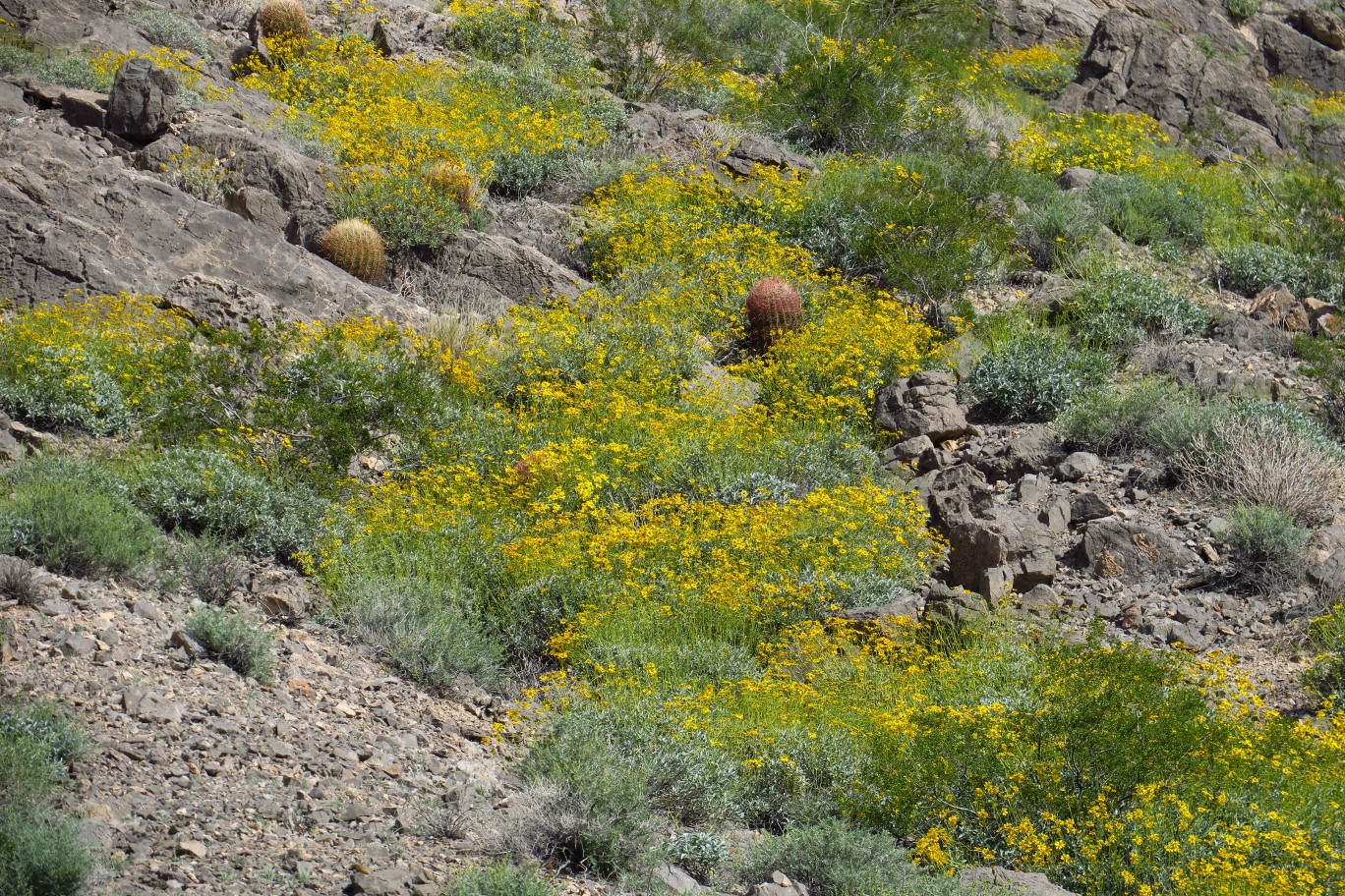 03-lots_of_brittlebush_in_bloom