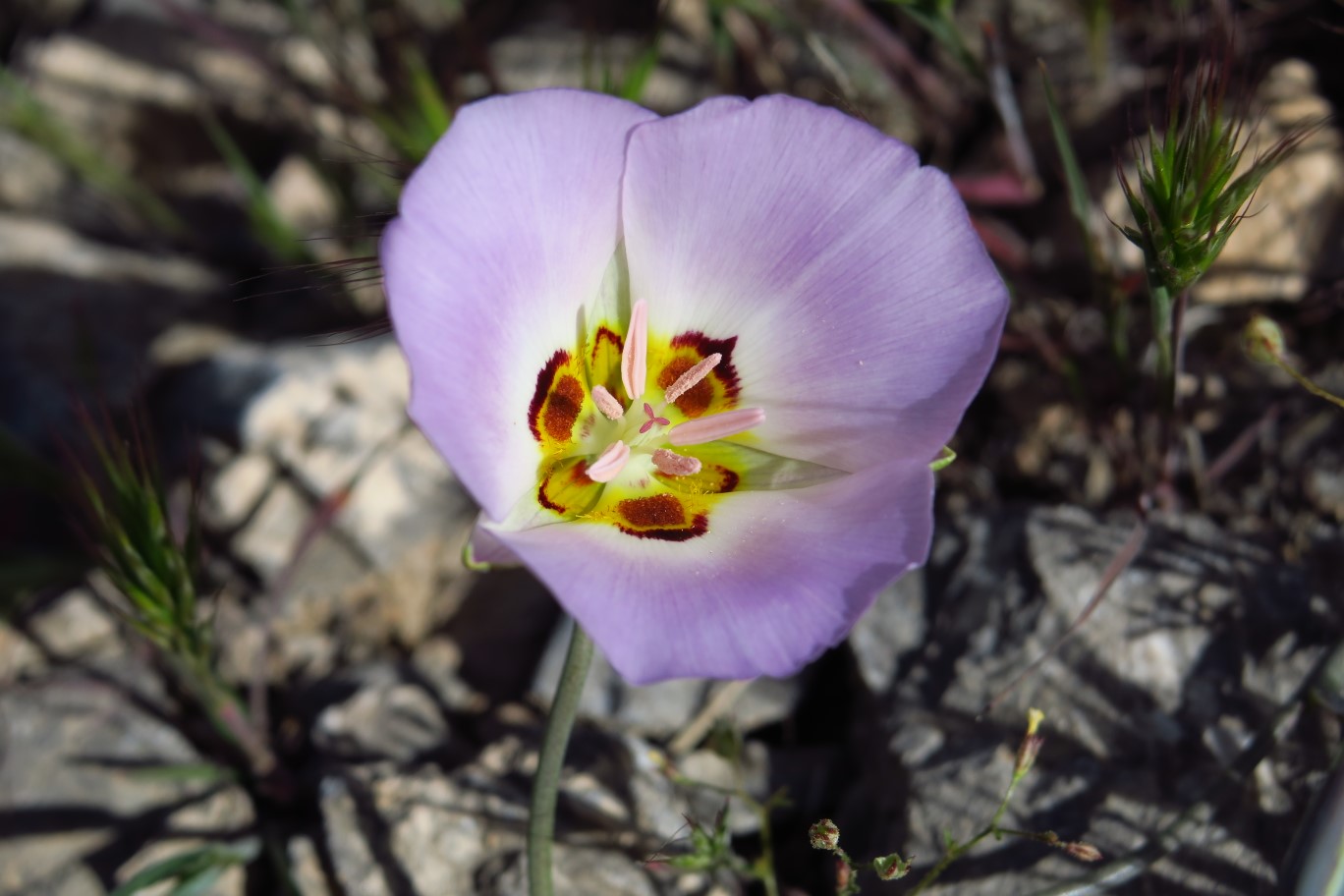 05-Lily-Winding_Mariposa,Lily_Family,Calochortus_Flexuosus