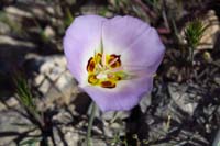 05-Lily-Winding_Mariposa,Lily_Family,Calochortus_Flexuosus