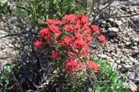 06-firecracker_penstemon