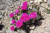 12-Beavertail_Cactus-blooming