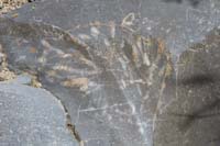 14-fossils_in_the_limestone_rock