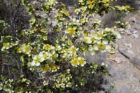 15-Cliffrose_flowers