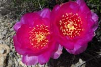 17-Beavertail_cactus-bloom