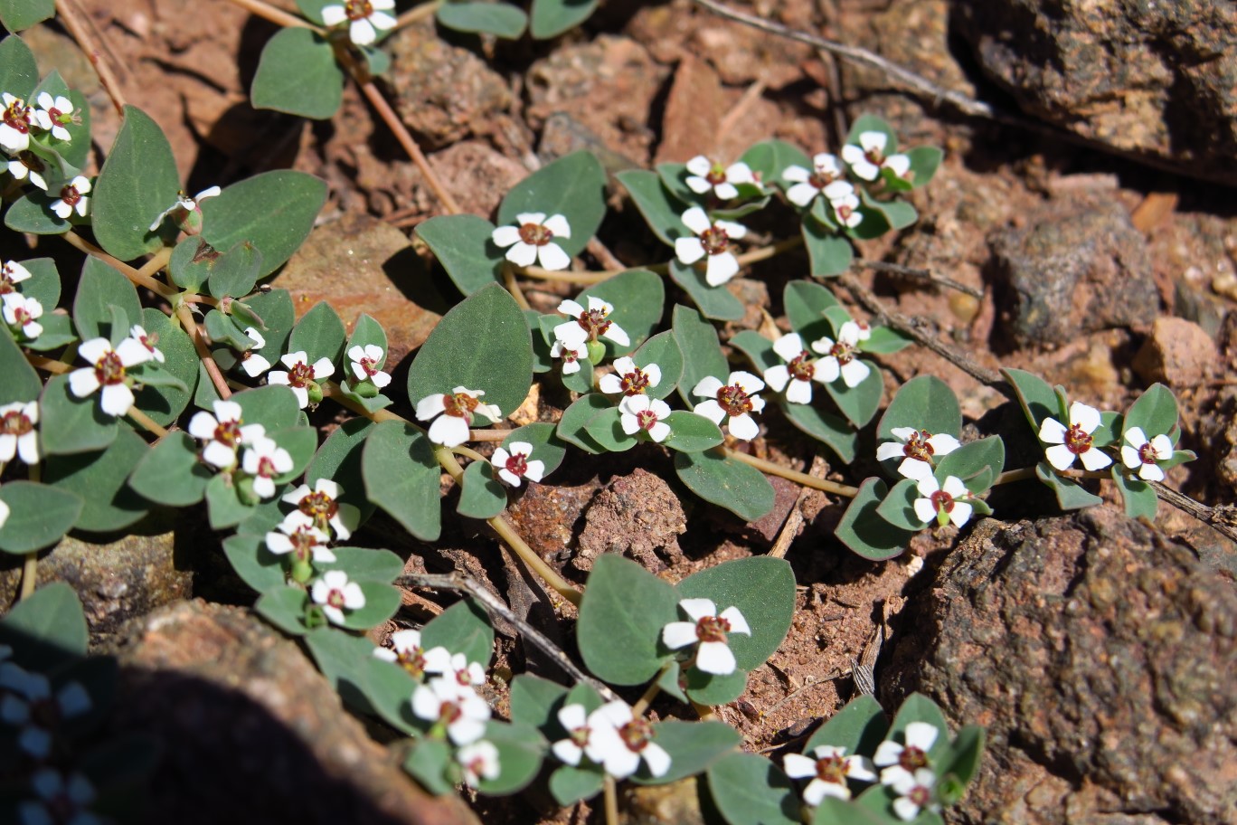 09-Whitemargin_Sandmat,Rattlesnake_Weed