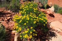 23-Goldenbush-Narrowleaf-sunflower