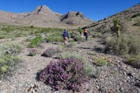 07-Ed_and_Luba_walking_through_wash_with_lots_of_blooming_purple_sage