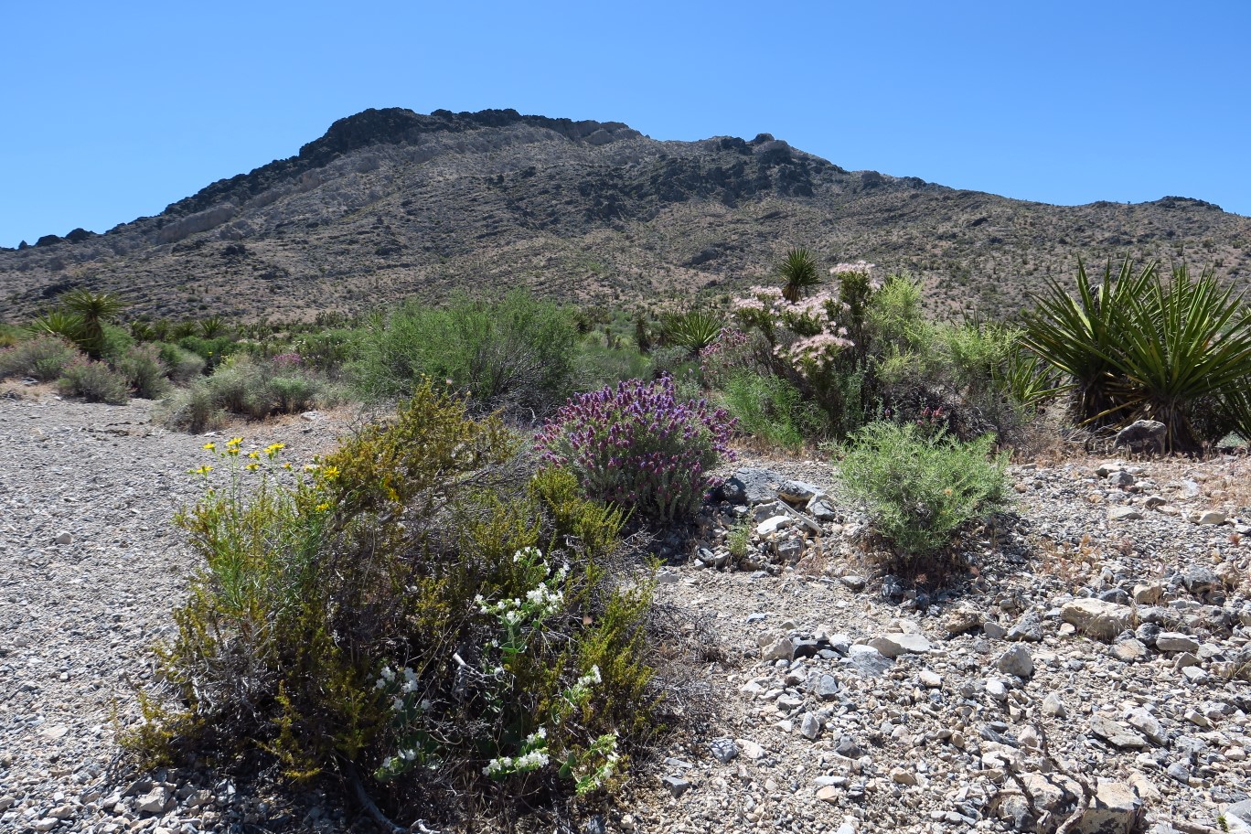 05-pretty_desert_flowers_in_the_wash