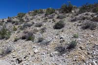 25-odd_to_find_burro_and_deer_poop_up_here_and_so_close_to_peak_ahead-elite_hiking_club,Four-Hooved_Club